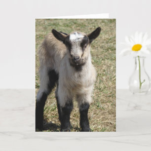 Carte adorable chèvre de bébé
