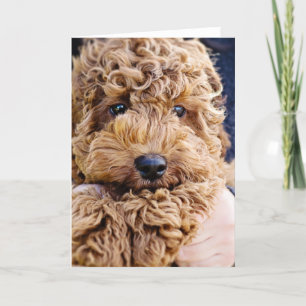 Carte Adorable cockerpoo greeting card