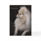 Adorablement mignon Poser Pomeranian Chiot