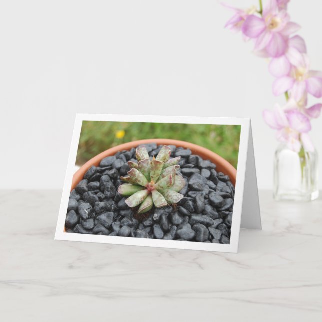 Carte Adromischus, plante grasse en pot (Orchidée)