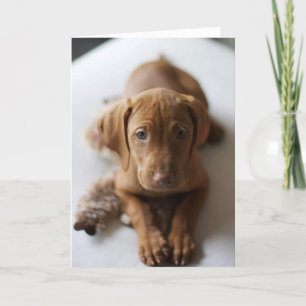Carte Adș Vizlaiy Puppy Dothday Card