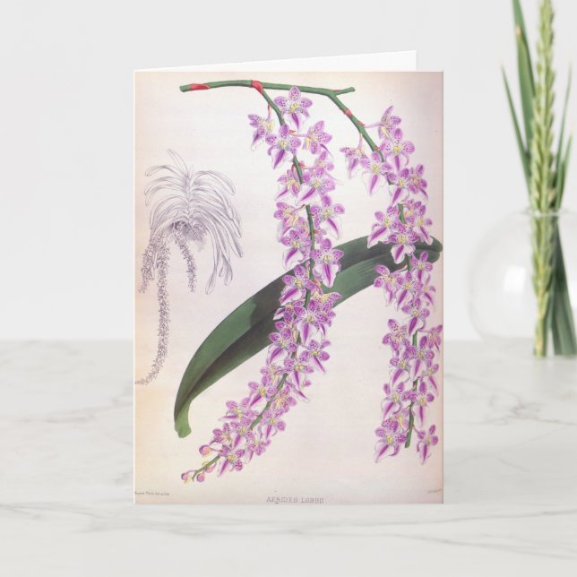 Carte Aerides Lobbii Vintage Lilac Lindenia Orchid (Devant)