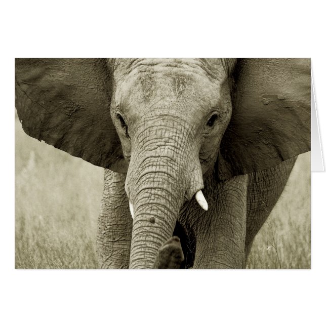 Carte African Bull Elephant (personnaliser) (Devant horizontal)