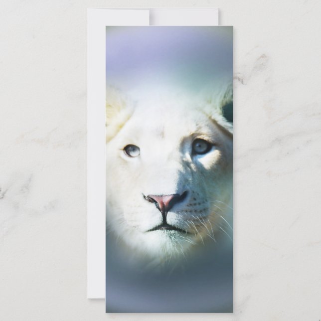 Carte Afrique Blanc Lion Blue Eyes (Devant)