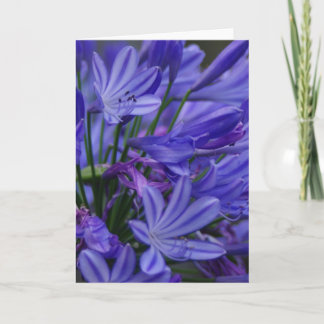 Carte Agapanthus