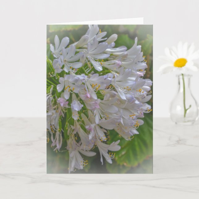 Carte Agapanthus Lily Flowers Floral Art Note Card (Petite plante)