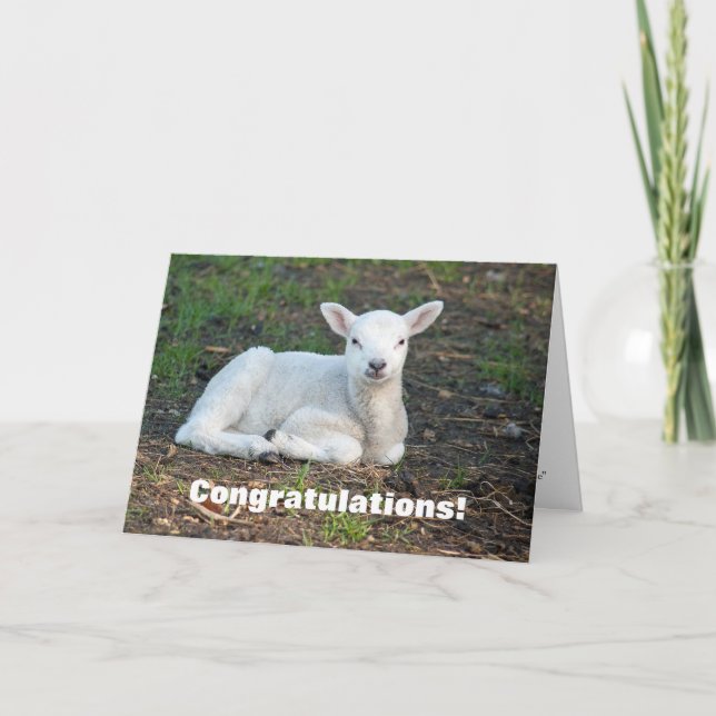 Carte Agneau blanc mignon Félicitations Baptême (Devant)