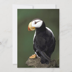 Carte Alaska Tampins