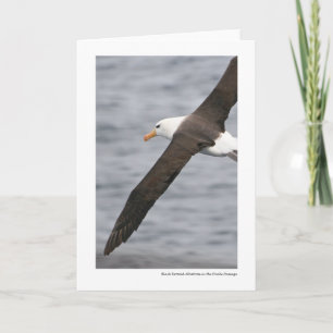 Carte albatros Noir-browed dans le passage de Drake