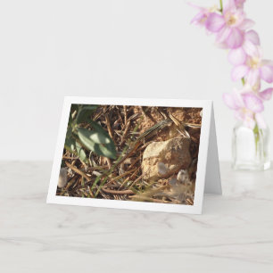 Carte Algérien Sand Racer, Psammodromus Algirus, Lizard