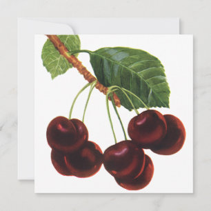 Carte Aliments de fruits vintage, cerises mûres d'un arb