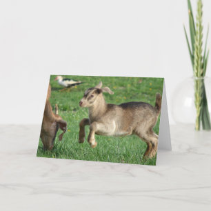 Carte All Occasions Happy Baby Goat
