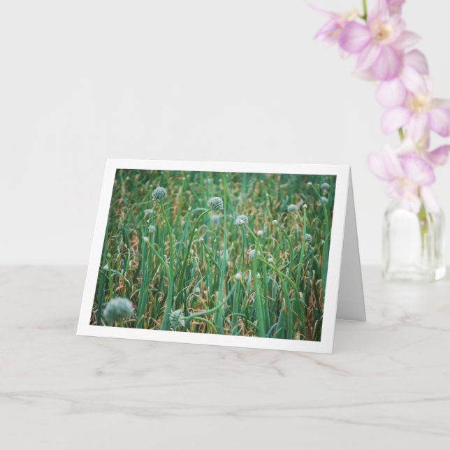 Carte Allium, Fleur d'oignon sauvage (Orchidée)