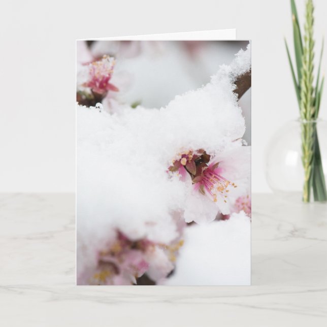 Carte Almond tree flowers covered by snow (Devant)