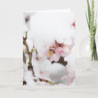 Carte Almond tree flowers covered by snow