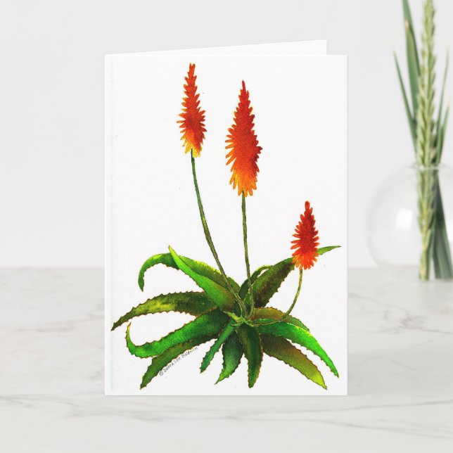 Carte Aloe aquarelle (Devant)