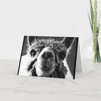 Carte Alpaca
