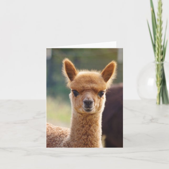 Carte Alpaca Note Card (Devant)