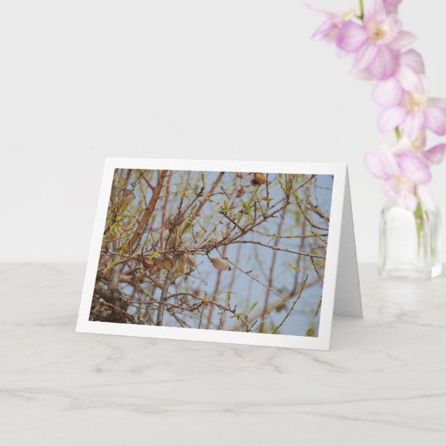 Carte Amandes sur une branche (Orchidée)