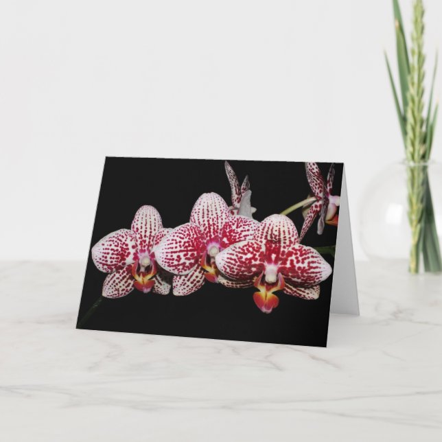 Carte Amants d'orchidée bien choisis (Devant)