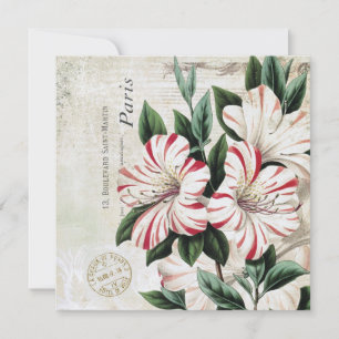 Carte amarylis français vintage