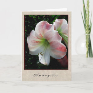 Carte Amaryllis