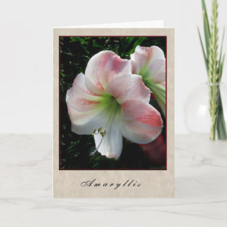 Carte Amaryllis