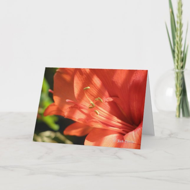 Carte Amaryllis 01 (Devant)