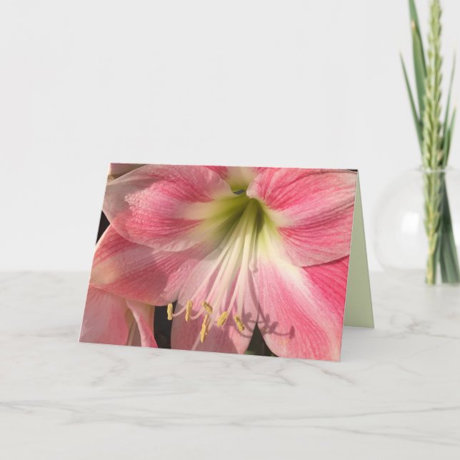 Carte Amaryllis rose (Devant)