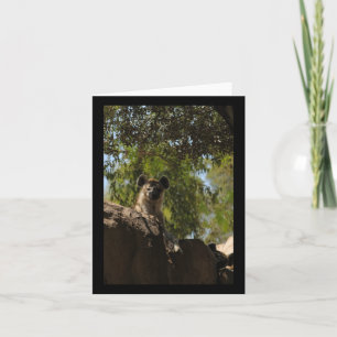 Carte Amateurs de la nature Hyena Valence Stic vertical
