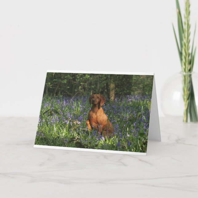 Carte Ambre (Devant)