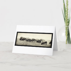 Carte American Bison Buffalo Photo 1906