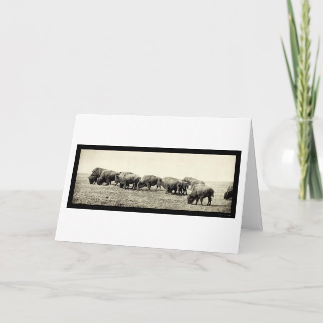 Carte American Bison Buffalo Photo 1906 (Devant)