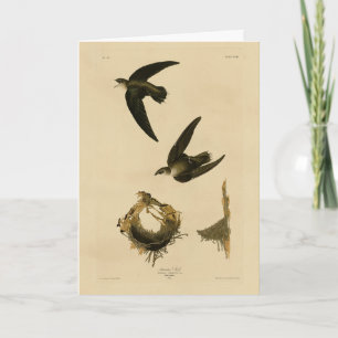 Carte American (Chimney) Swift Audubon, Birds of America