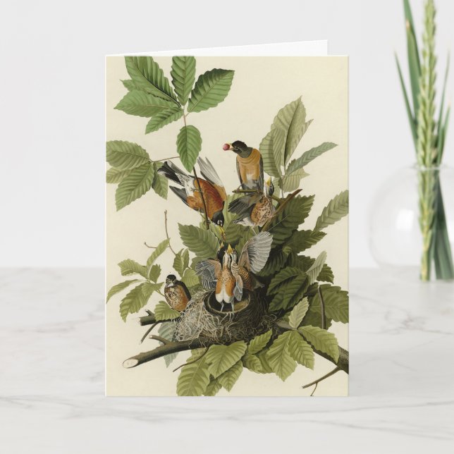 Carte American Robin from Audubon's Birds of America (Devant)