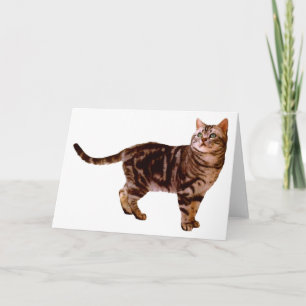 Carte American Shorthair