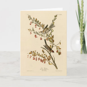 Carte American Tree Sparrow, les oiseaux d'Amérique d'Au
