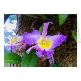 Carte Amethyst Cattleya Orchidées