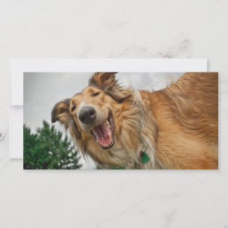 Carte Amiga, la Collie souriante
