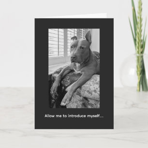 Carte Amour de Pitbull McLovin