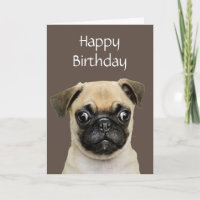 Amusant, Anniversaire Joyeux Carlin Humour de chie