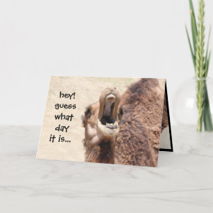 Carte Amusant Camel Hump Day Anniversaire Card 2