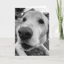 amusez-vous et approchez-vous du vieux labo jaune 