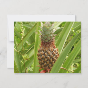 Carte Ananas sauvage Fruit tropical dans la nature