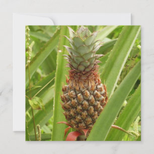 Carte Ananas sauvage Fruit tropical dans la nature