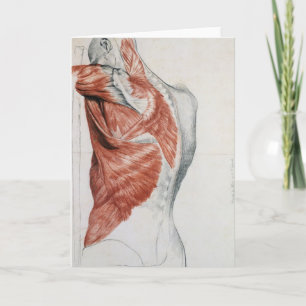 Carte Anatomie humaine; Muscles du Torse et de l'épaule