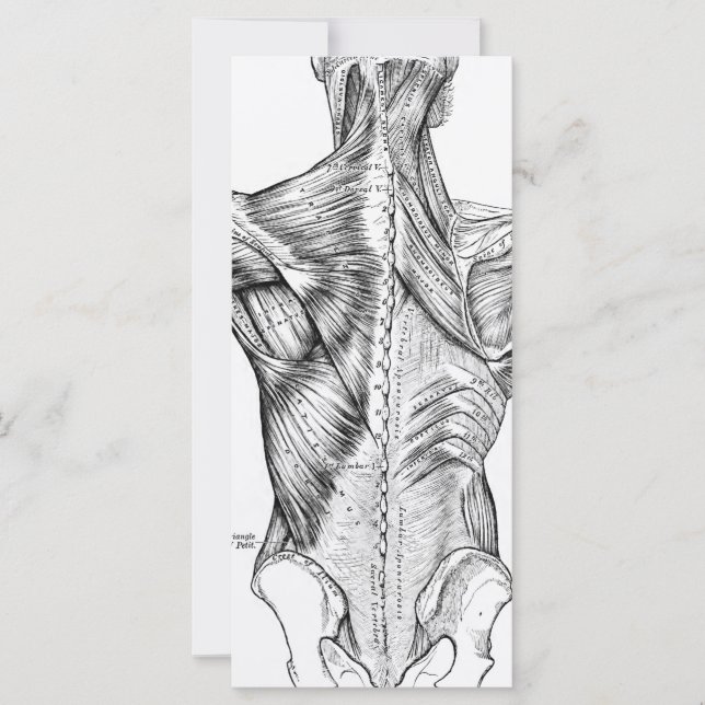 Carte Anatomie noire et blanche Muscles de dos d'art (18 (Devant)