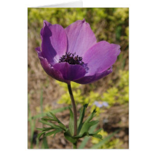 Carte Anemone