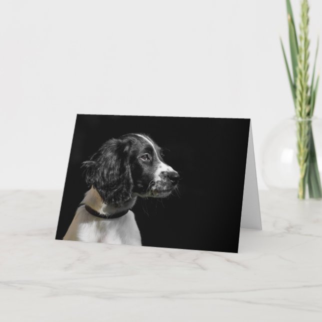 Carte Anglais Springer Spaniel (Devant)