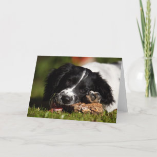 Carte Anglais Springer Spaniel